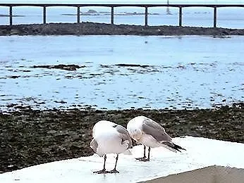 Ibis 3* Roscoff